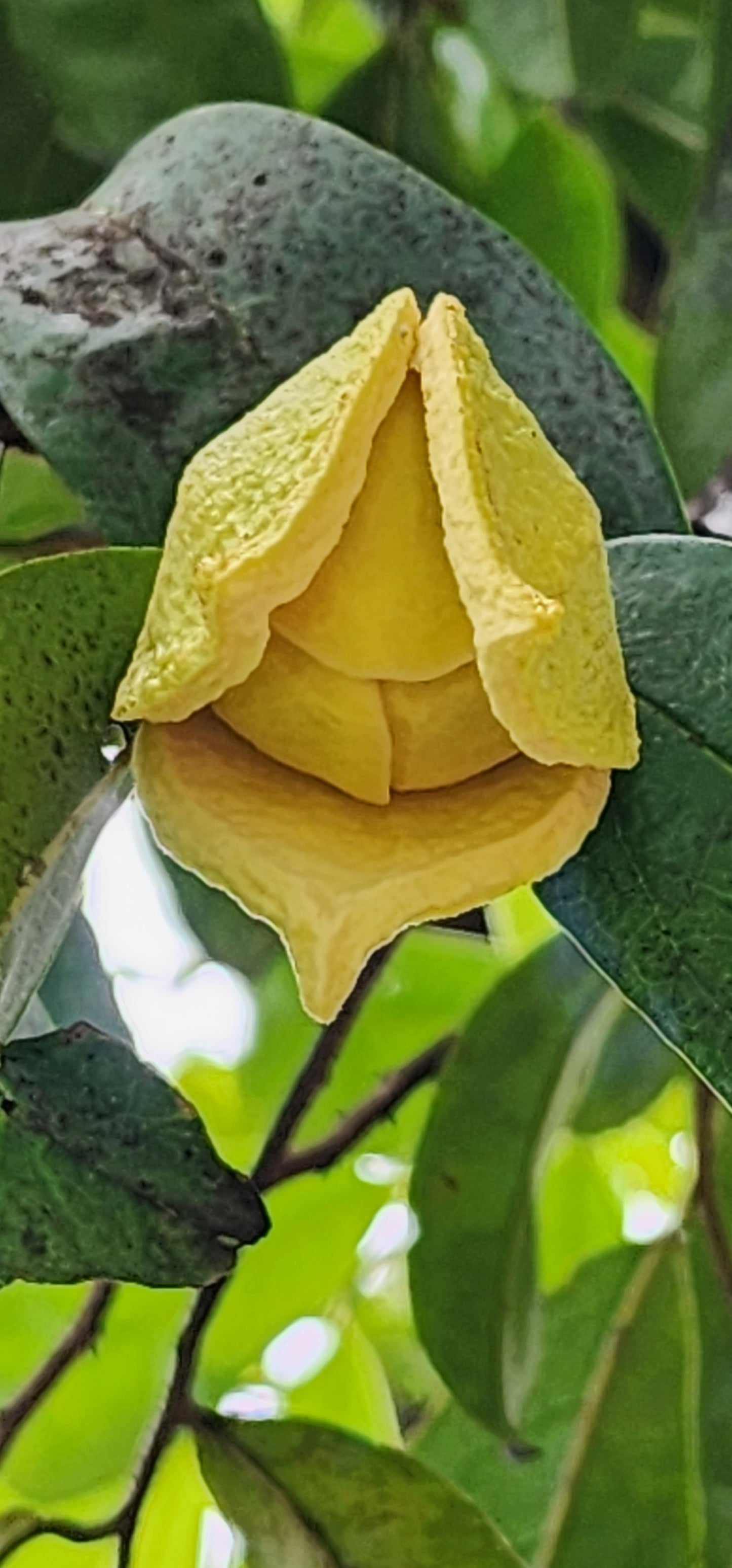 Soursop or Guanábana (Guanabana)