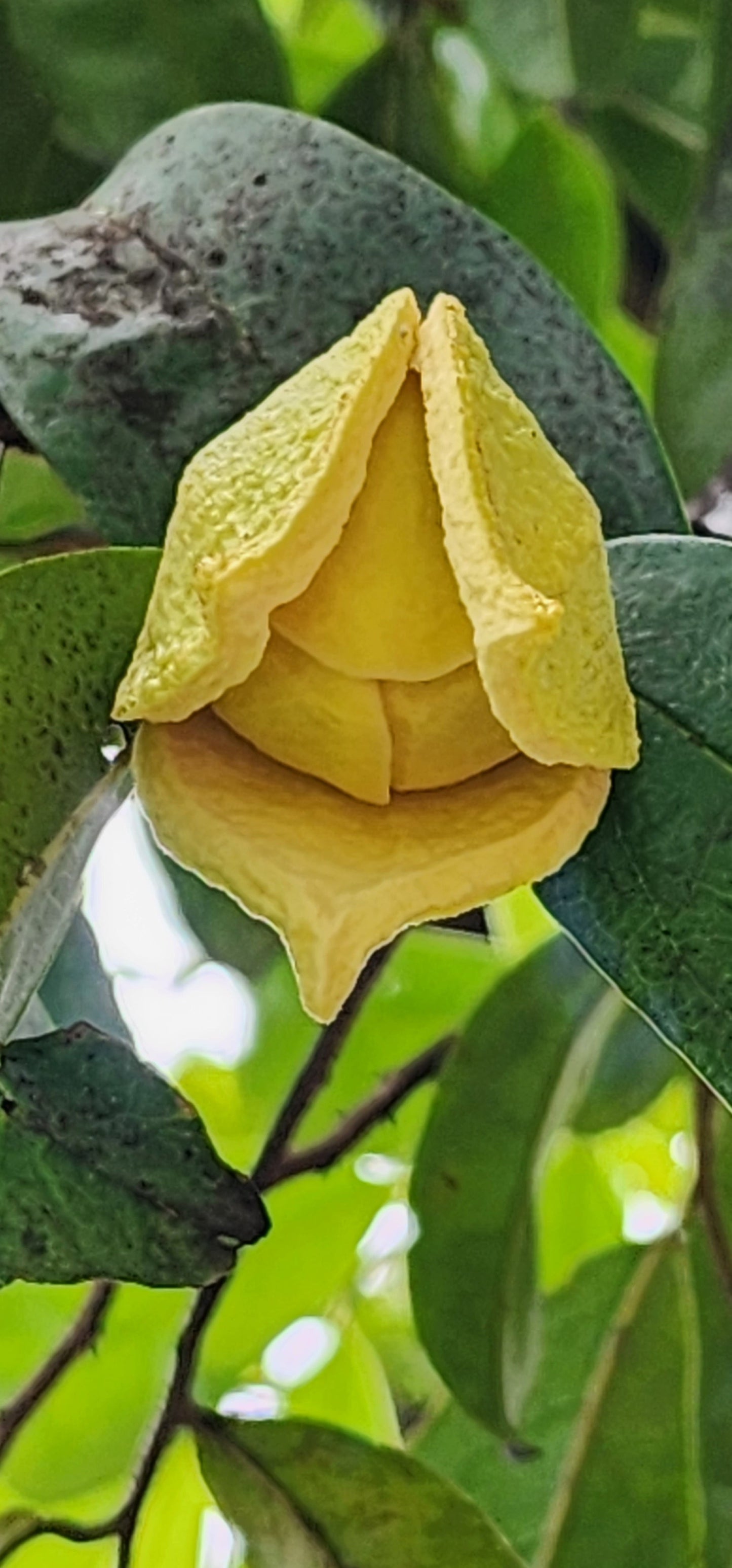 Soursop or Guanábana (Guanabana) Per Pounds