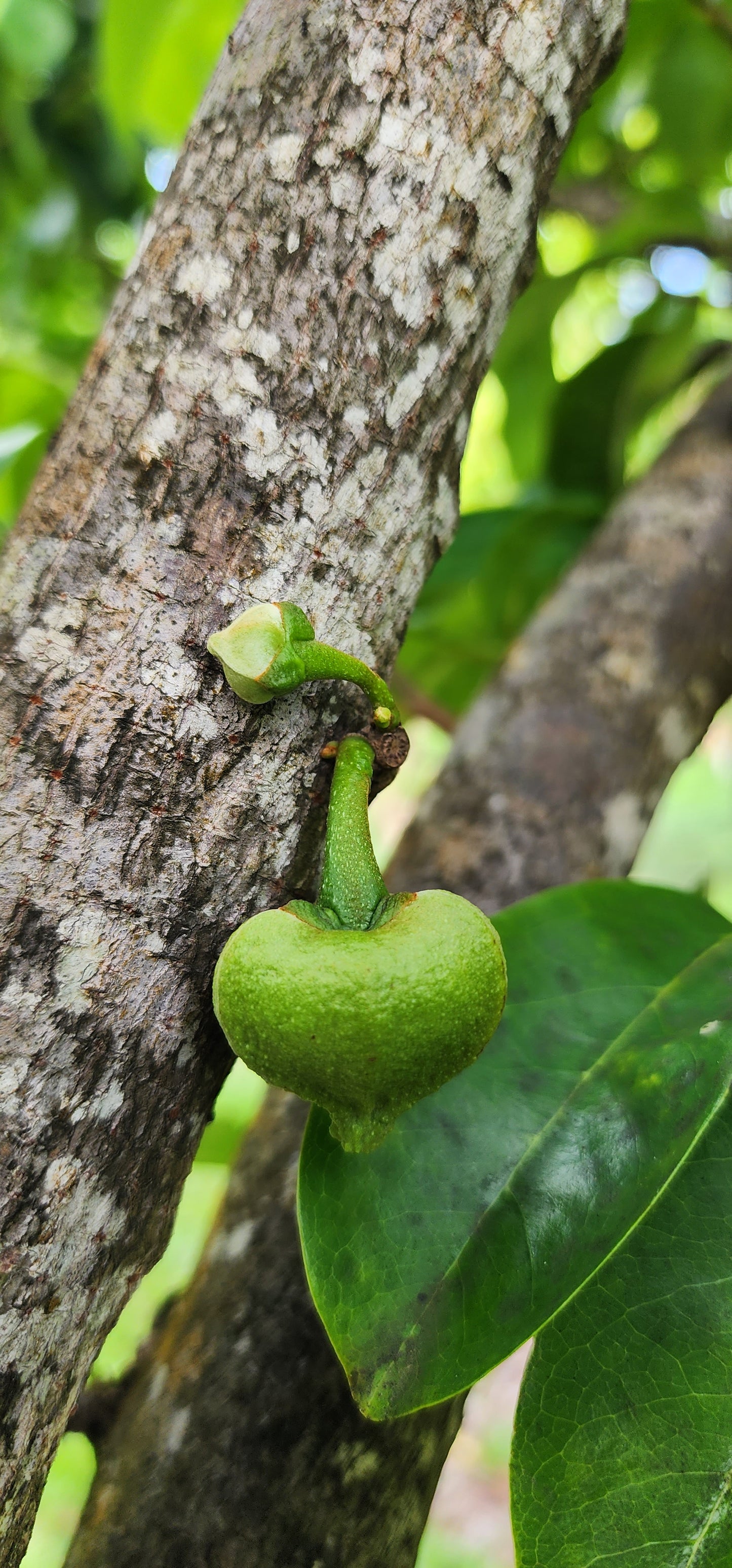 Soursop or Guanábana (Guanabana)
