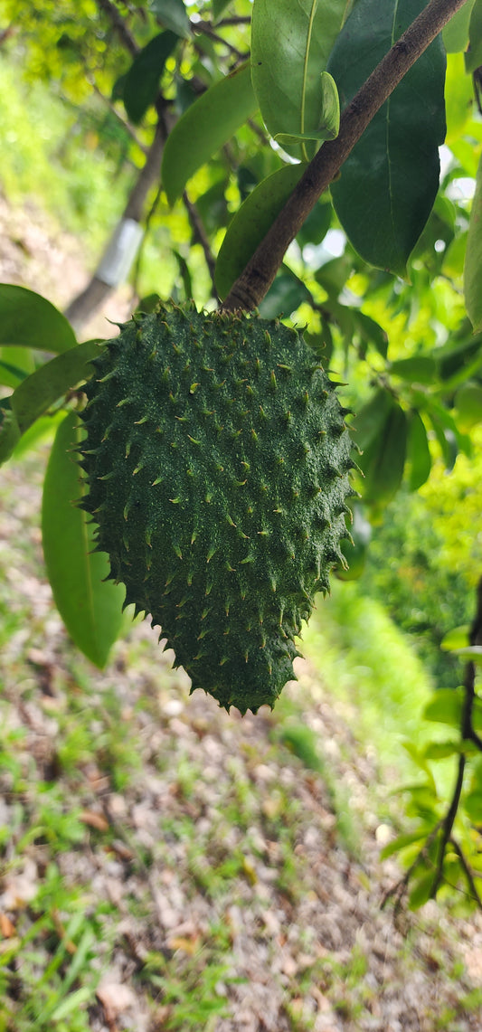 Soursop or Guanábana (Guanabana)
