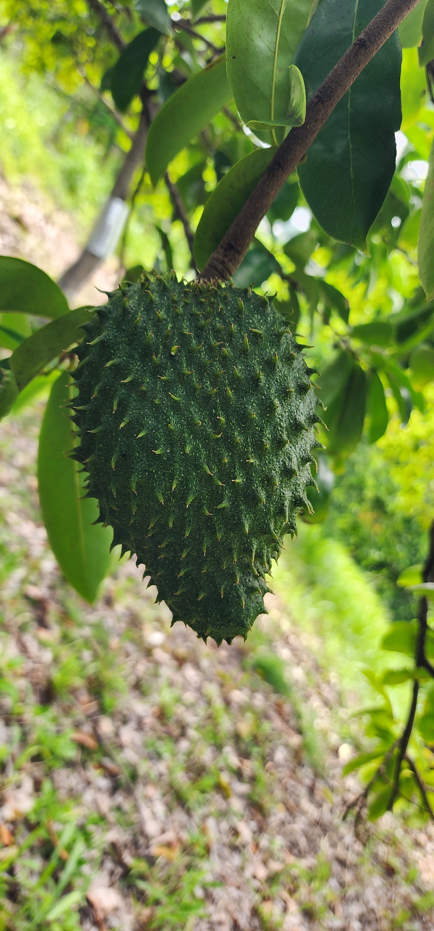 Soursop or Guanábana (Guanabana) Per Pounds