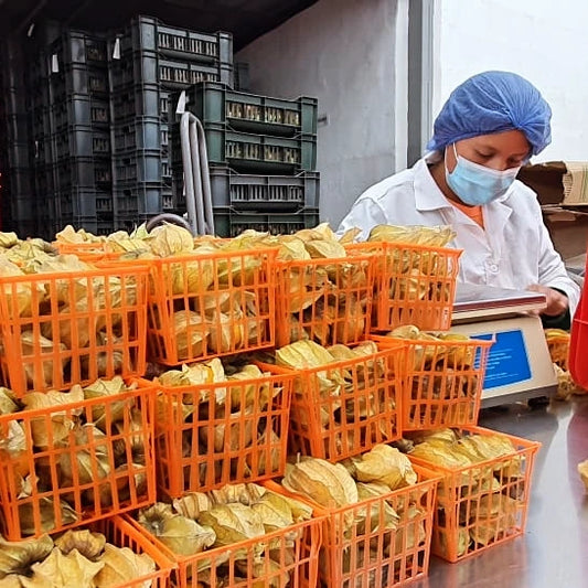 Uchuva or Gooseberries