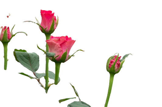 Import Services Fresh Flowers