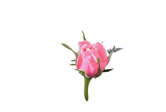Import Services Fresh Flowers