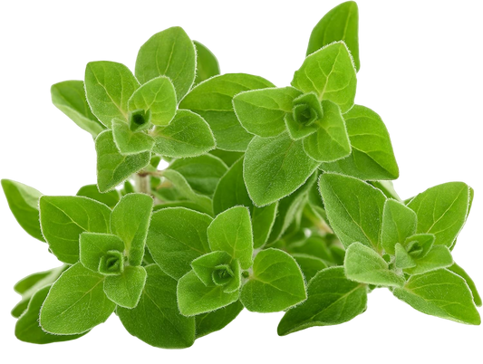Oregano / Oregano