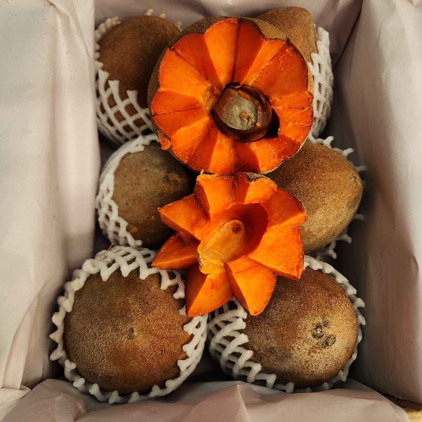 Mamey Sapote 5 Pounds Free Shipping