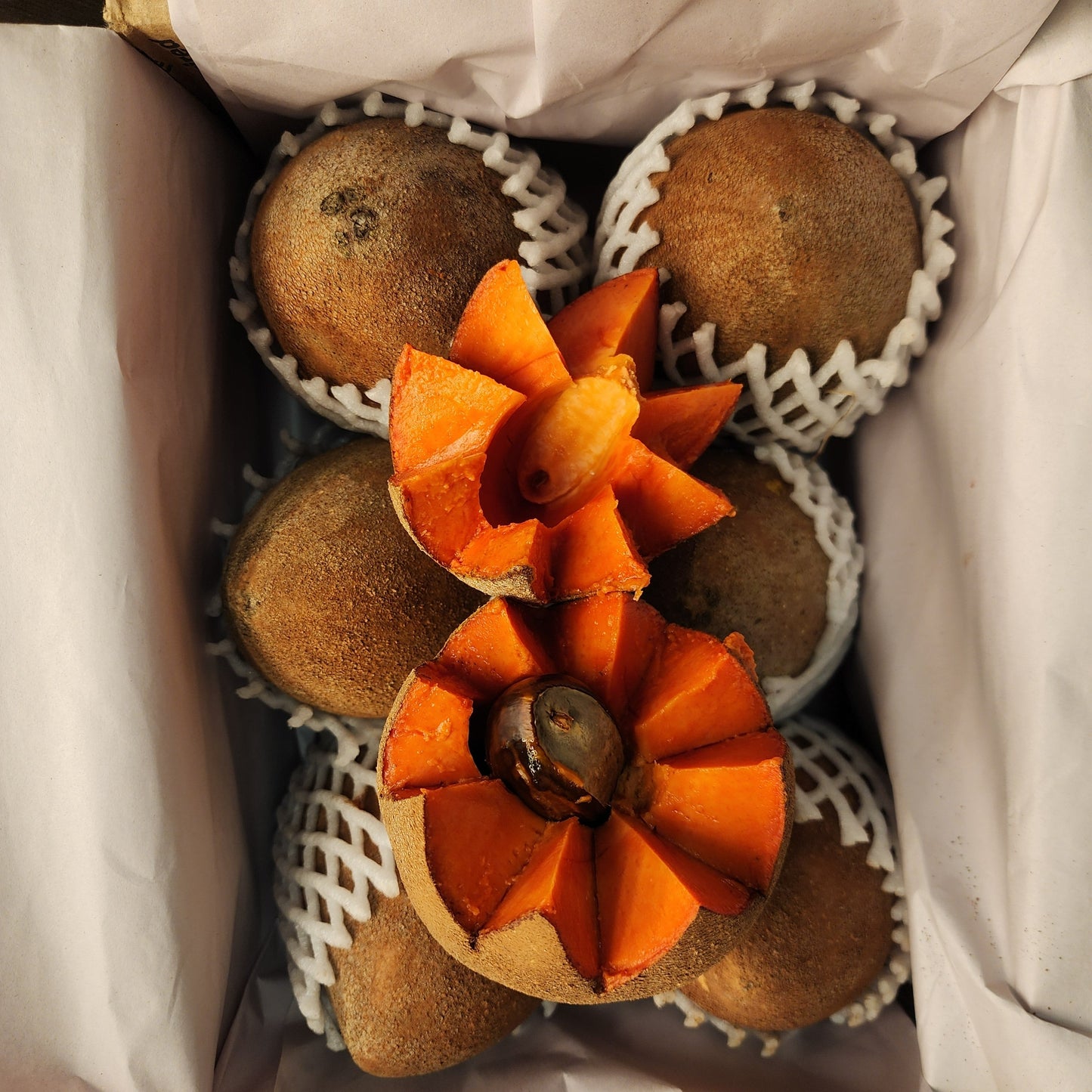 Mamey Sapote 5 Pounds Free Shipping
