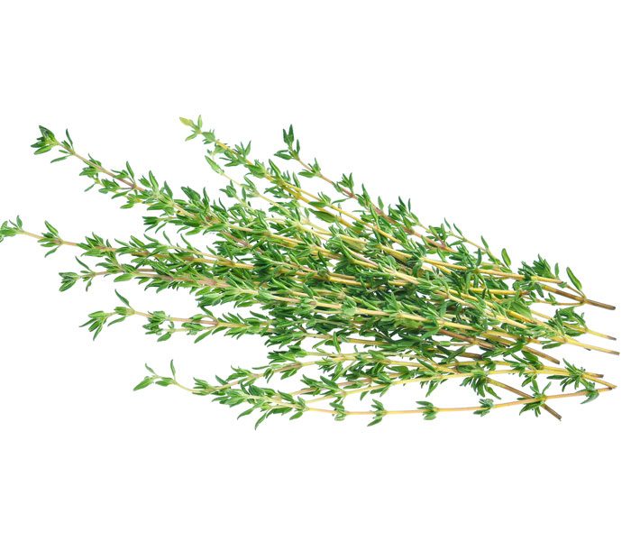 Thyme / Tomillo