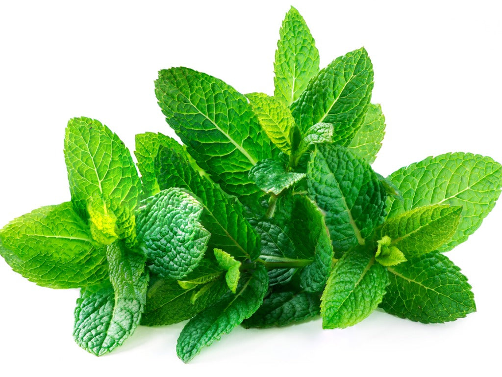 Mint / Menta