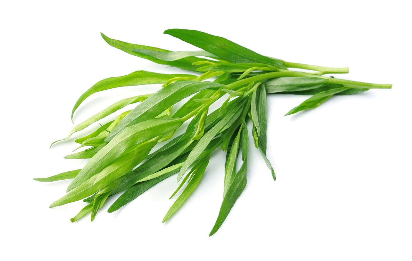 Tarragon / Estragon