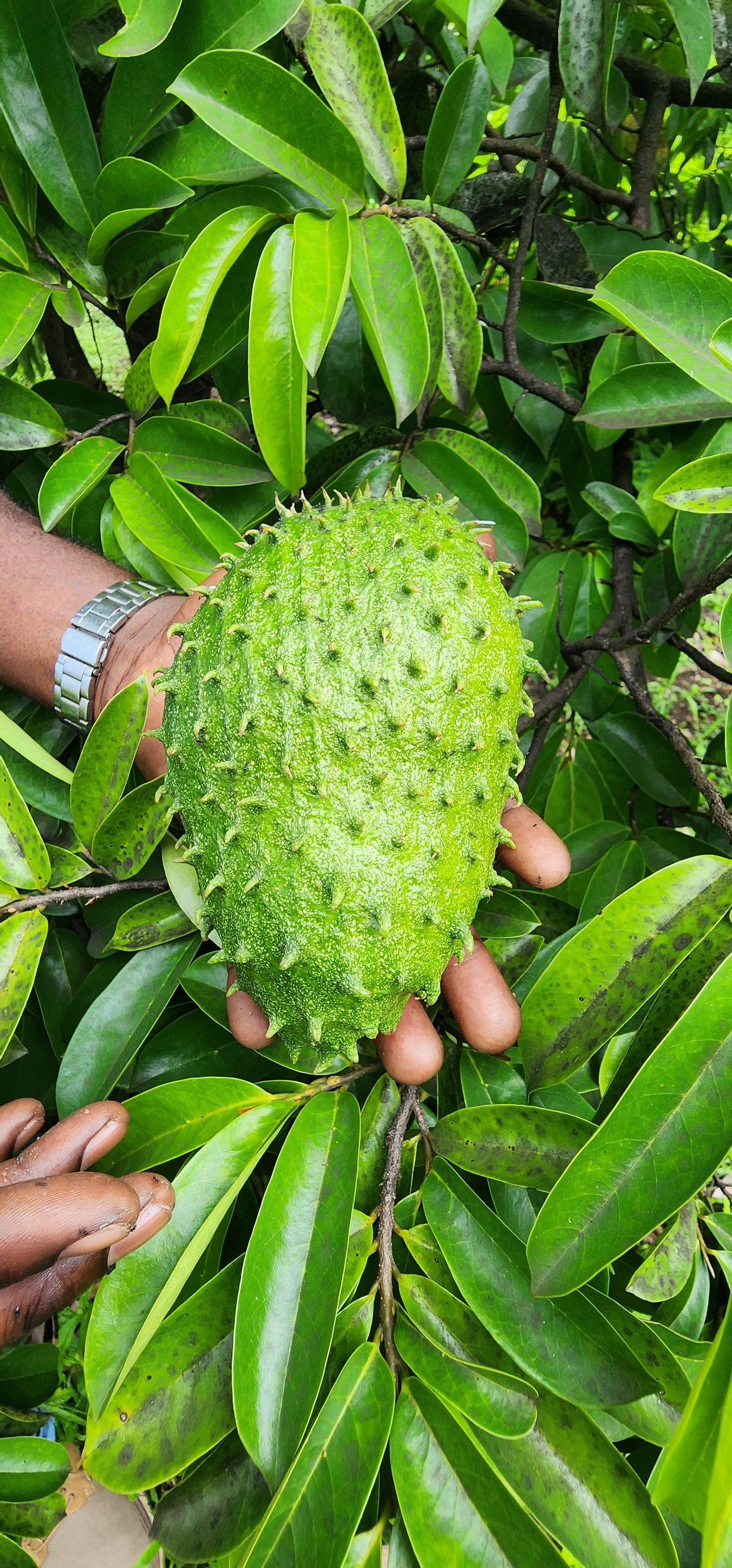 Soursop or  Guanábana (Guanabana)