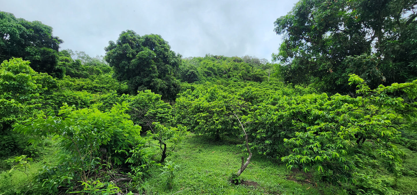 Soursop or  Guanábana (Guanabana)