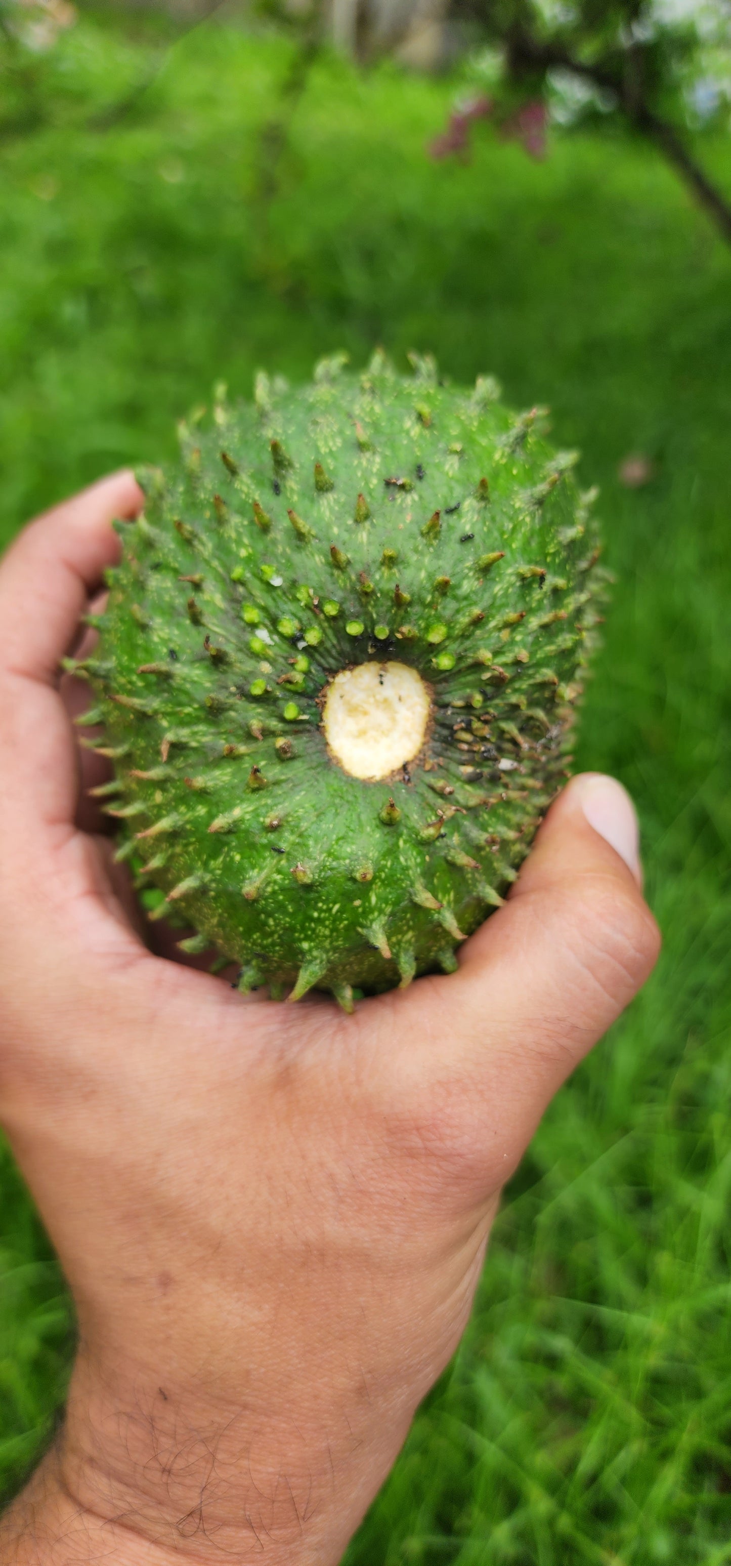 Soursop or  Guanábana (Guanabana)