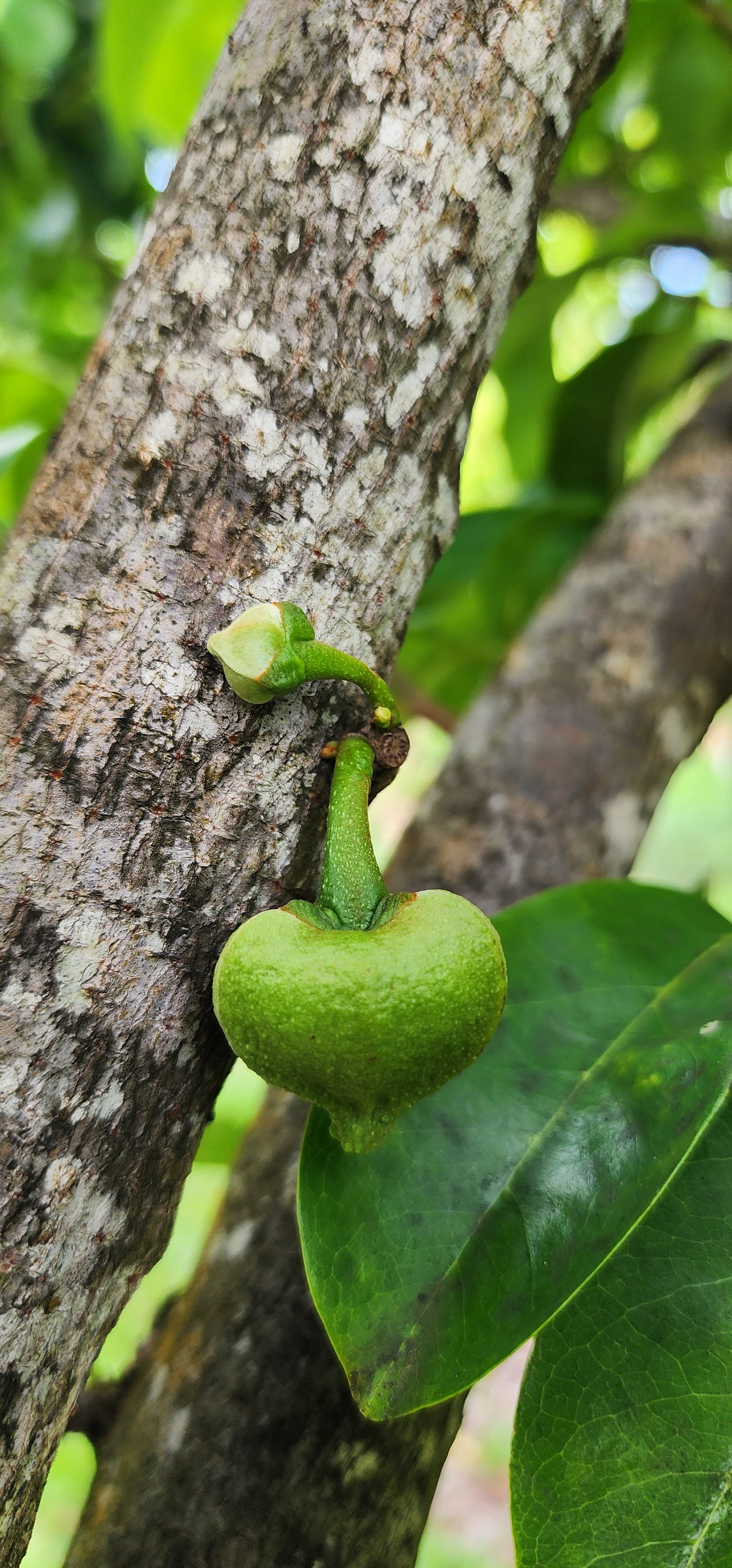 Soursop or  Guanábana (Guanabana)