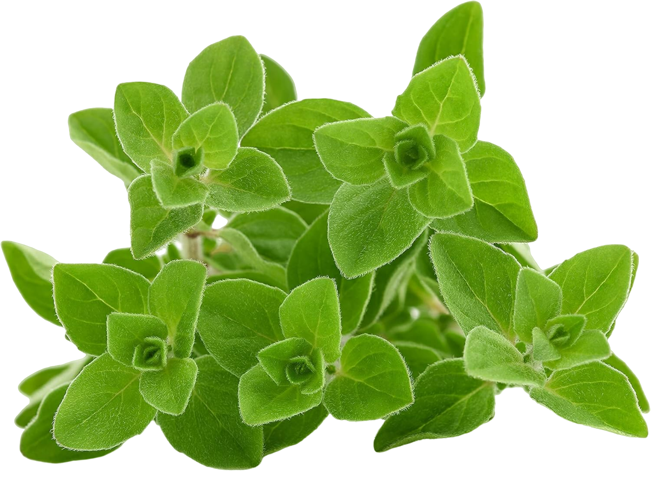 Oregano / Oregano