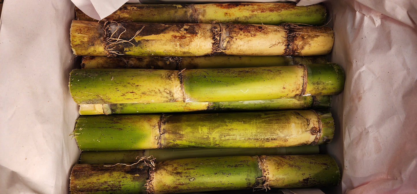 Sugar Cane