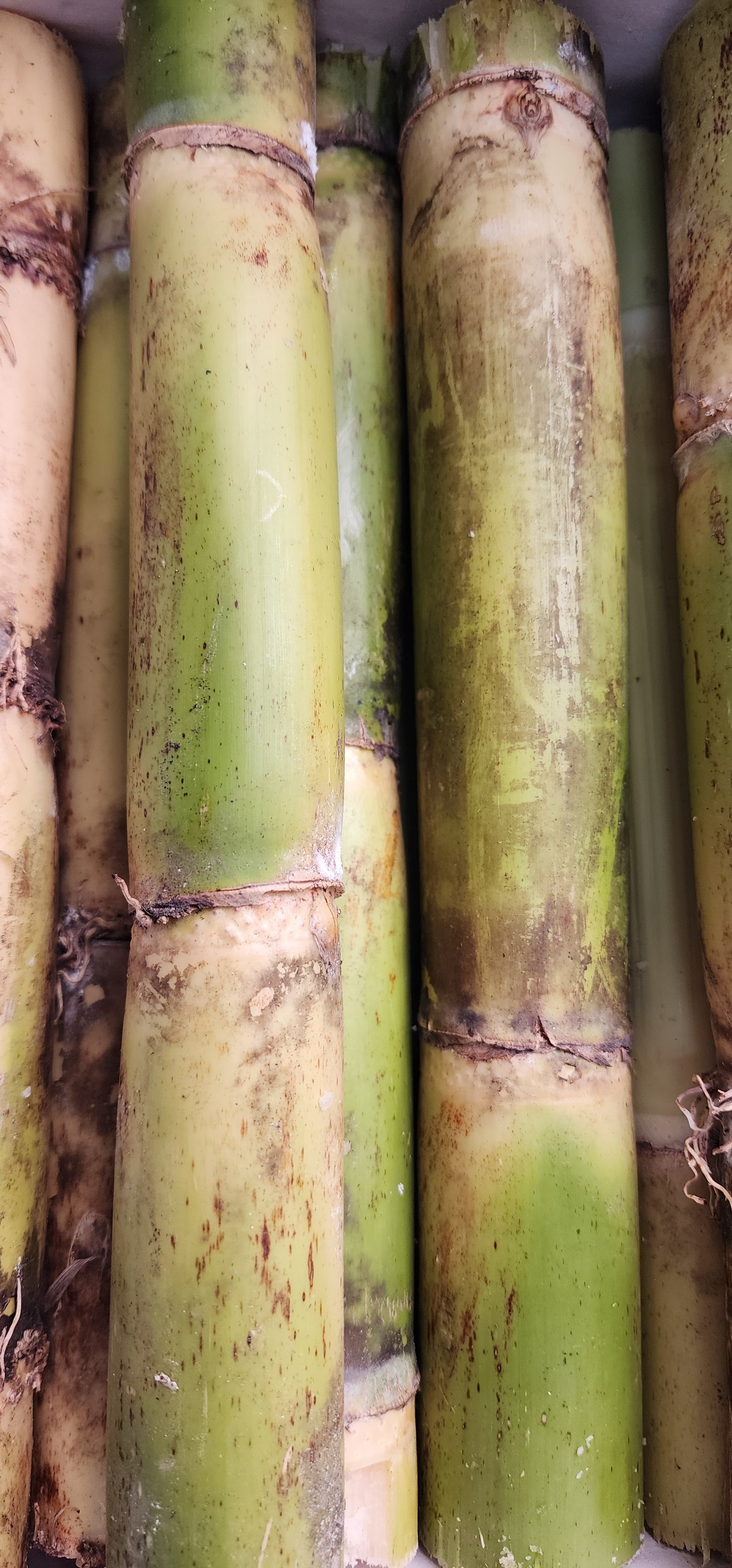 Sugar Cane