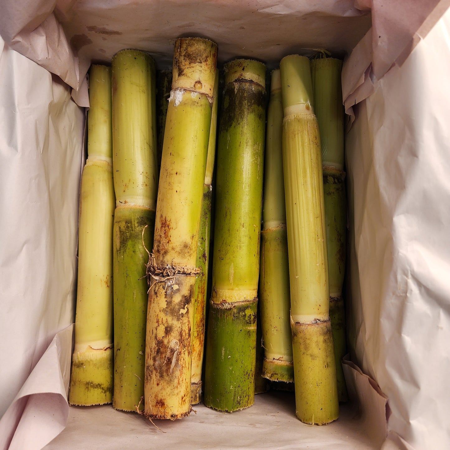 Sugar Cane