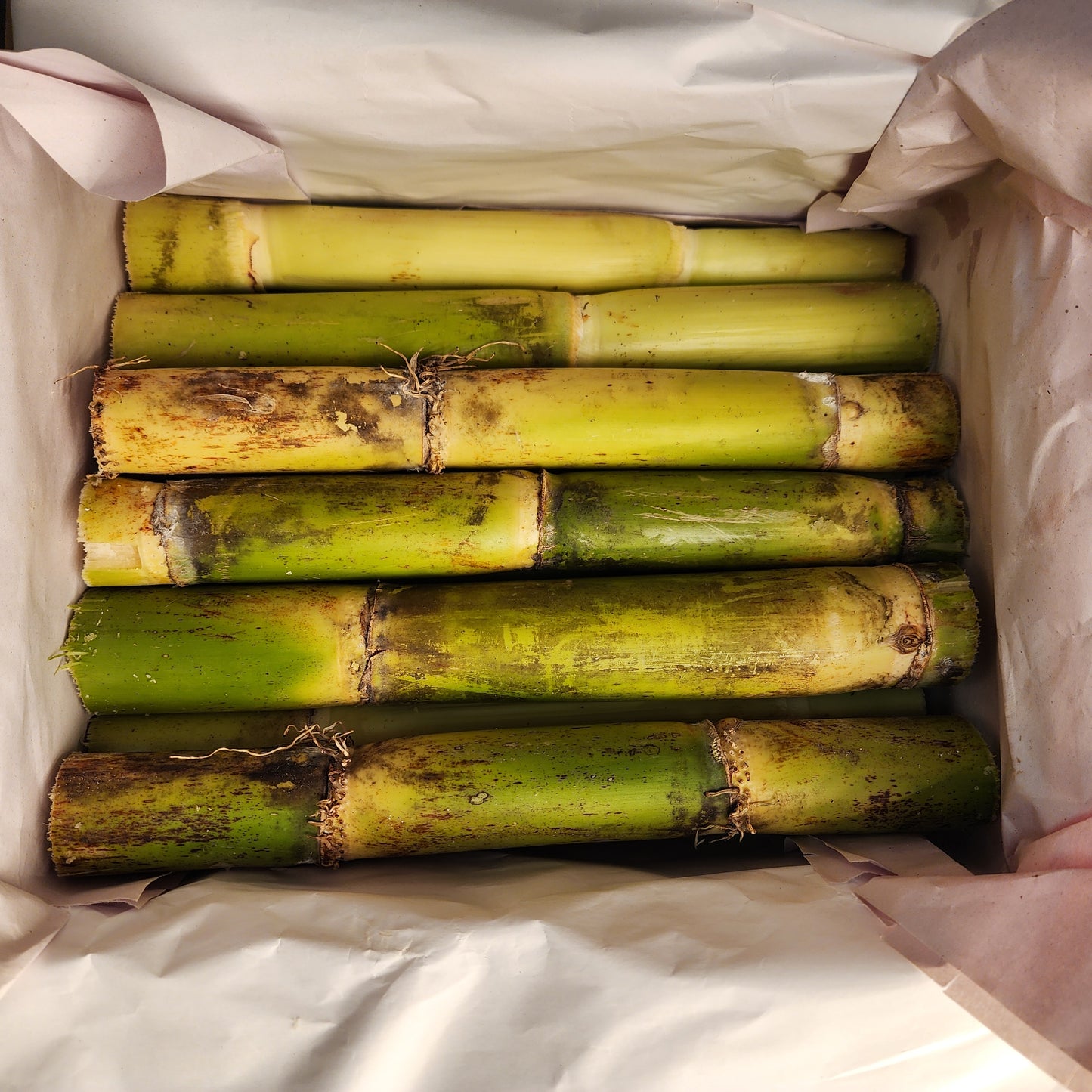 Sugar Cane