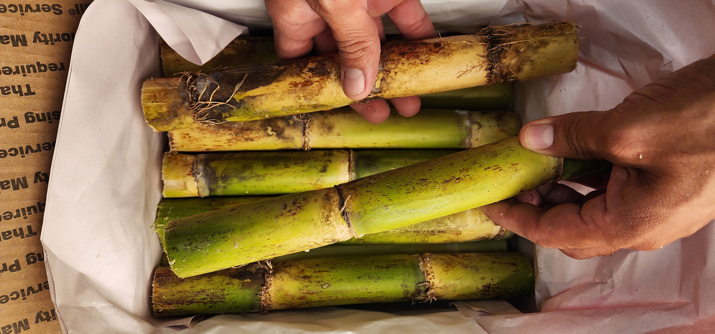 Sugar Cane