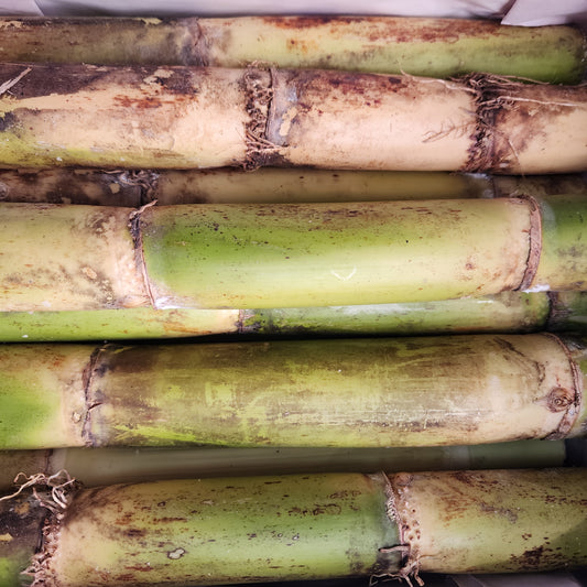 Sugar Cane