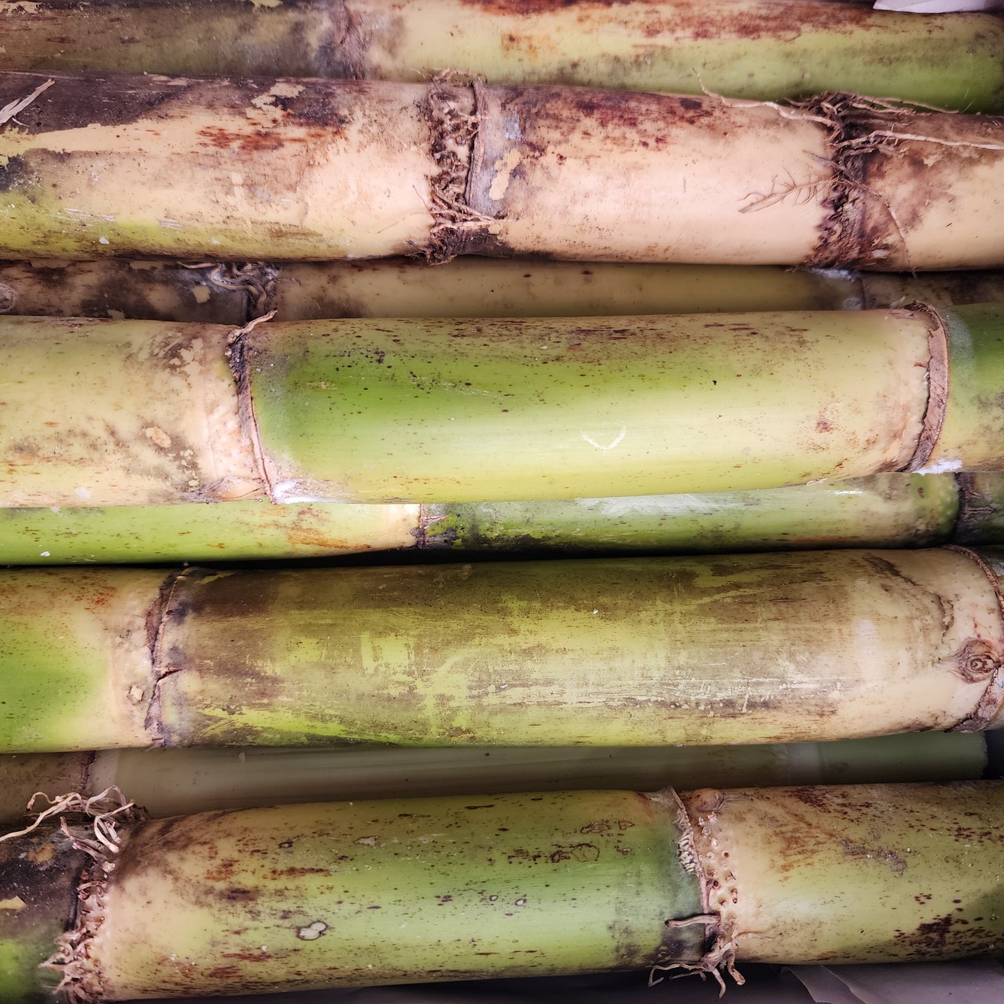 Sugar Cane