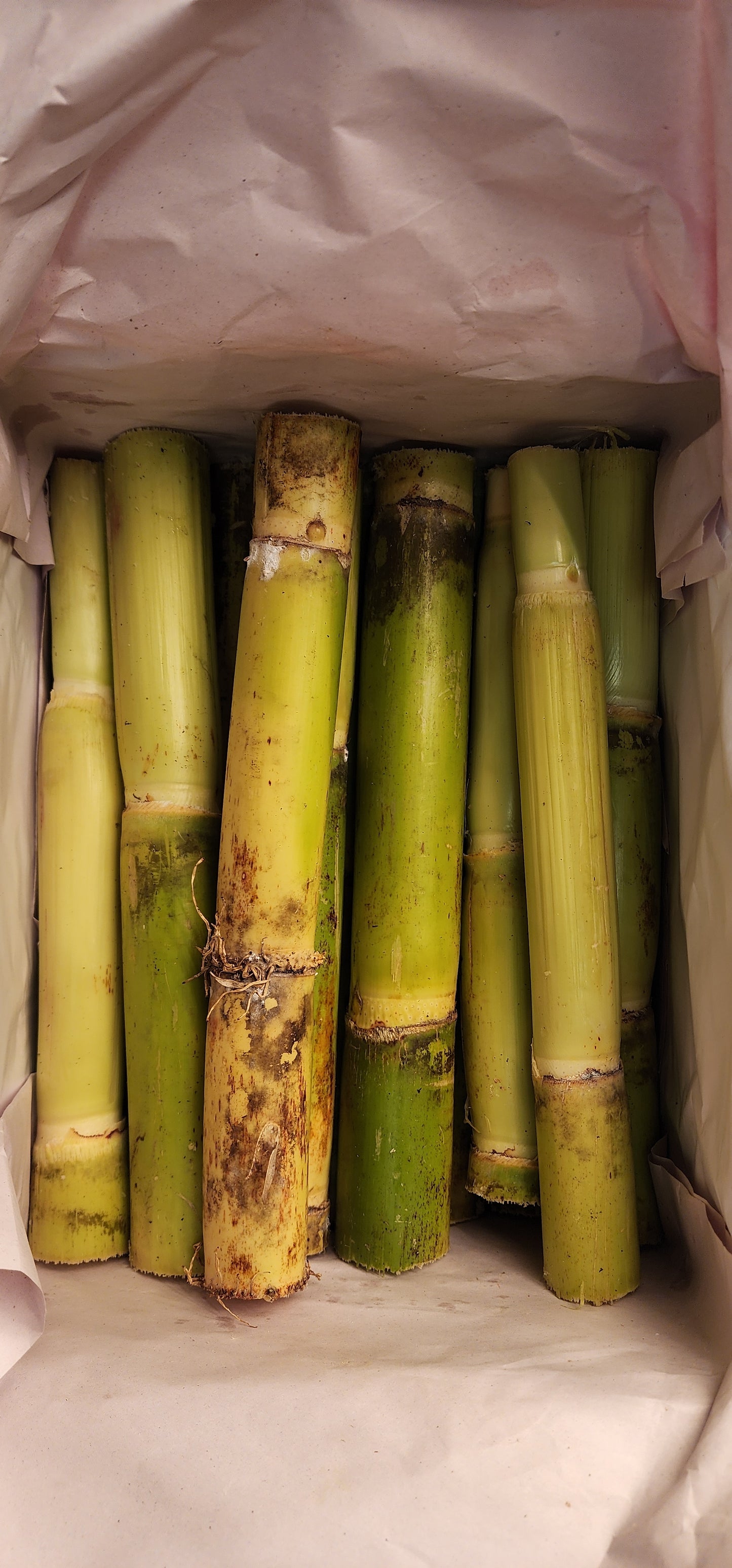 Sugar Cane