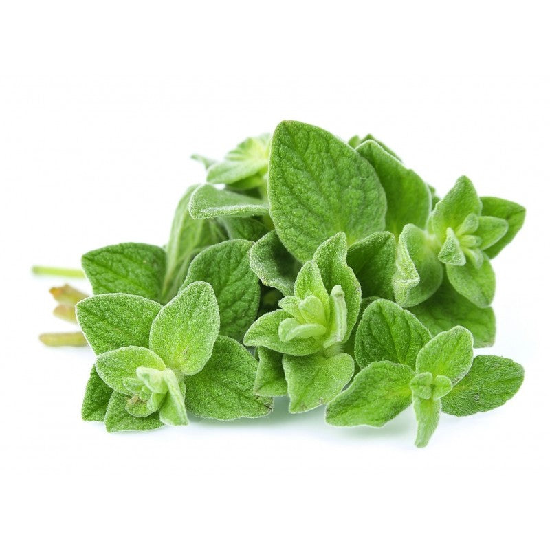 Oregano / Oregano