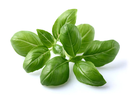 Basil / Albahaca