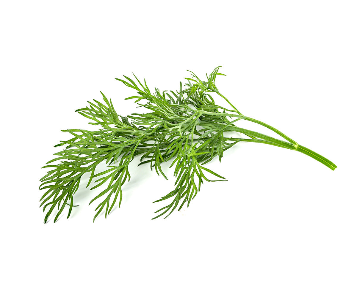 Dill / Eneldo