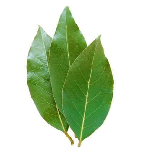 Bay Leaves / Laurel