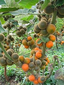 Lulo or Naranjilla 5.5  Pounds